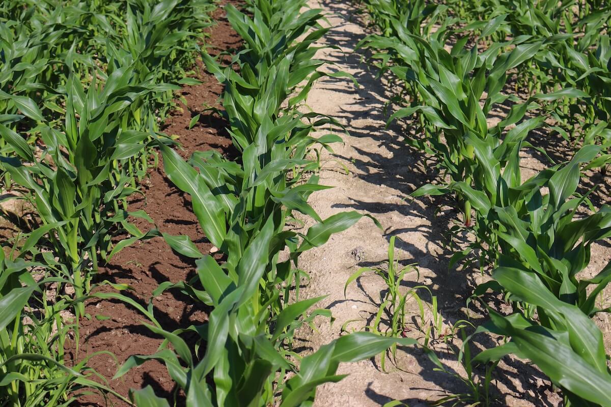 Prima (destra) e dopo (sinistra) il passaggio della sarchiatrice MaterMacc Unica PVI